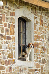 A Dog guards the house out of a hole in the window of a farmhouse in the Ardennes