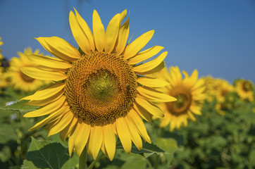 Ayçiçeği Tarlası