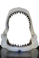 Obraz premium Requin Blanc