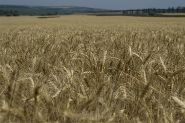 field of cereal cultures during maturing