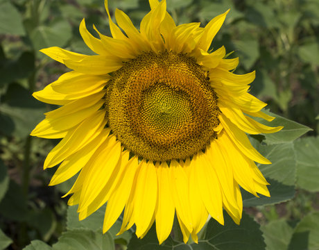 bright flower of sunflower close up
