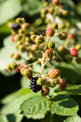 Brombeeren