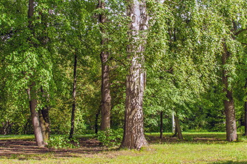 Siberian Summer Forest