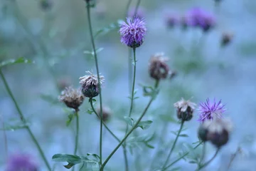 Tuinposter klaver in de alpen © henkbouwers