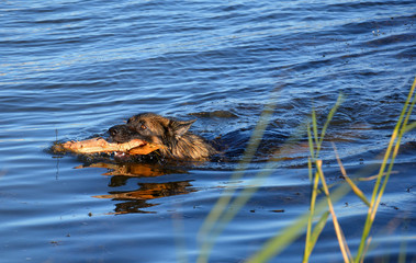 Swimming German shepherd