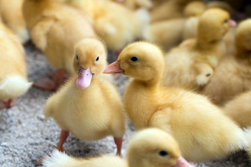 Yellow ducklings