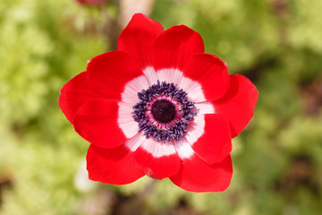 Obraz premium アネモネ