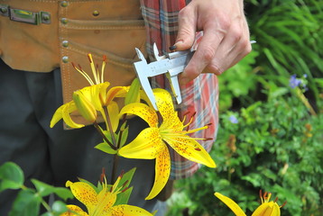 Gardener measures yellow lily petals with caliper