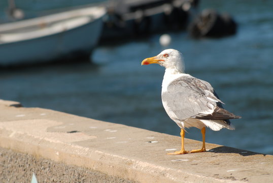 Gabbiano fermo su un muretto al mare