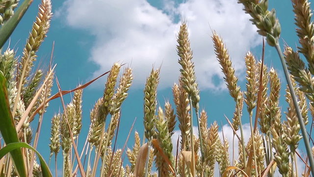 Wheat crops growing in cultivated agricultural field, toned image, low angle shot, 1920x1080, 1080p, full hd footage