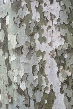 Bark platan background.
