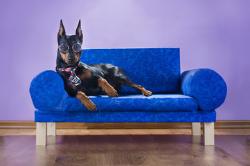 miniature pinscher dog is lying on a couch and reading a book