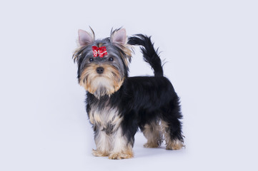Yorkshire terrier puppy on an isolated background