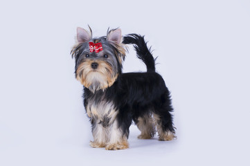Yorkshire terrier puppy on an isolated background