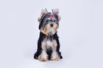 Yorkshire terrier puppy on an isolated background