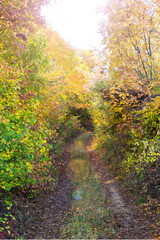 Fototapeta na wymiar Pathway in the Forest