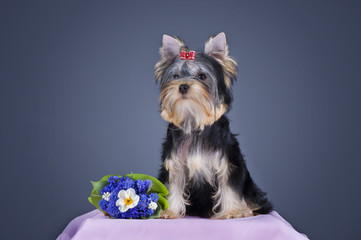 Yorkshire terrier puppy on an isolated background