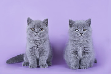 British kitten isolated on a colored background