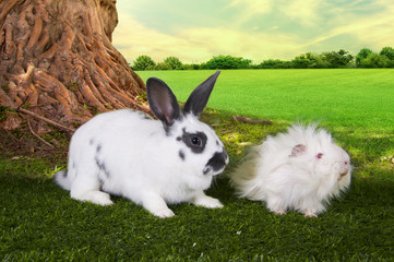 cute hare and a guinea pig eating grass under a tree on a summer