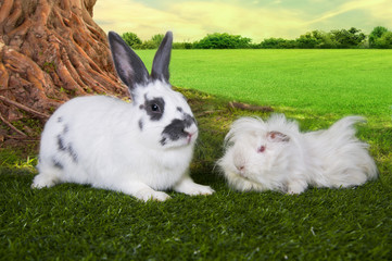 Naklejka na ściany i meble cute hare and a guinea pig eating grass under a tree on a summer
