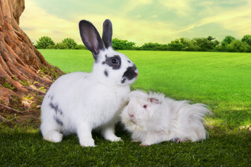 cute hare and a guinea pig eating grass under a tree on a summer