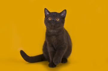 British kitten isolated on a colored background