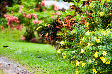 Fototapeta premium Plants in the garden