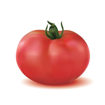 Big ripe red fresh tomato isolated on white background. Vector illustration.