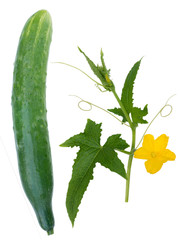 Cucumber fruit, leaves and flowers