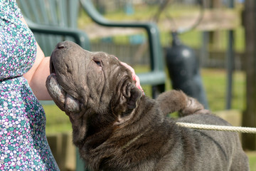 Shar Pei dog being stroked by woman