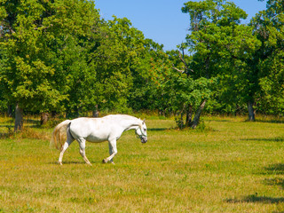Obraz na płótnie Canvas Walking Lipizzaner stallion