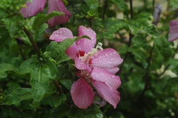 belles fleurs sous une pluie d' été 