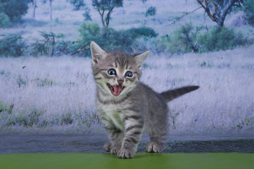 wild cat in the desert