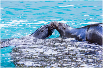 Fototapeta premium Seehund
