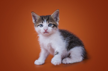 kitten isolated on a colored background