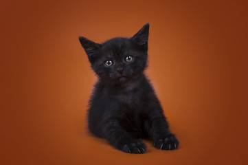 kitten isolated on a colored background