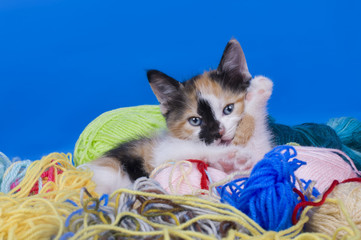 little kittens playing with thread isolated on a blue background