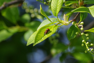 Marienkäferliebe