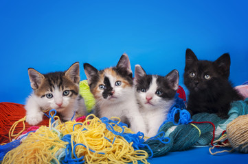 little kittens playing with thread isolated on a blue background