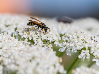 wasp of the garden on a white wild flower, macro, selective focu