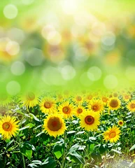 Crédence de cuisine en verre imprimé Tournesol Beautiful sunflower field in summer