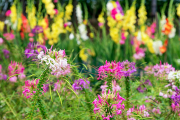 Obraz premium garden flower