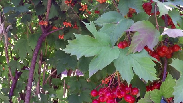 Guelder rose (Viburnum opulus) ripe red berries 