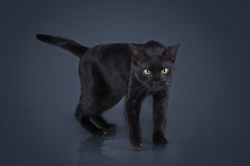 big black cat breed Savannah