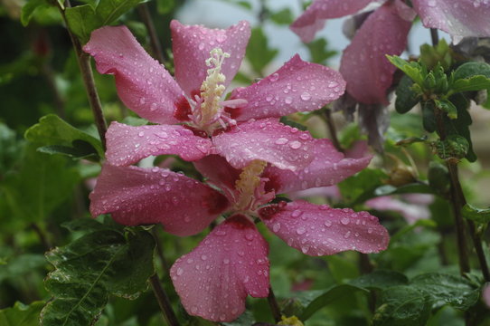 fleur - parapluie soue pluie d' &eacute;t&eacute; 