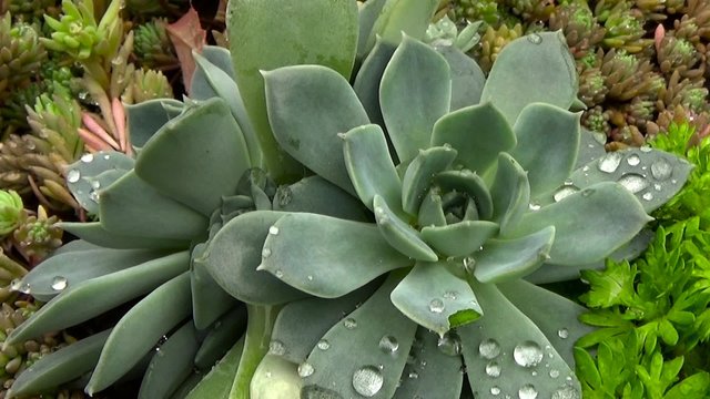 Echeveria succulent.Flowers after the rain covered with drops of dew.  White flower.