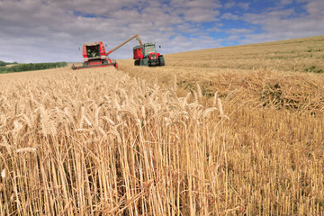 Obraz premium moisson