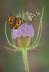 Painted ladies on teasal
