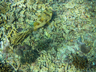 fish ruff, Nusa Penida, Indonesia