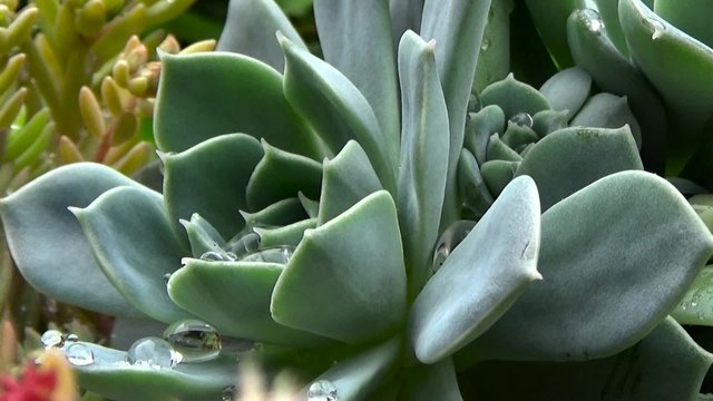 Echeveria succulent.Flowers after the rain covered with drops of dew.  White flower.